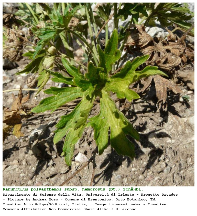 Ranunculus polyanthemos subsp. nemorosus (DC.) SchÃ¼bl. & G. Martens
